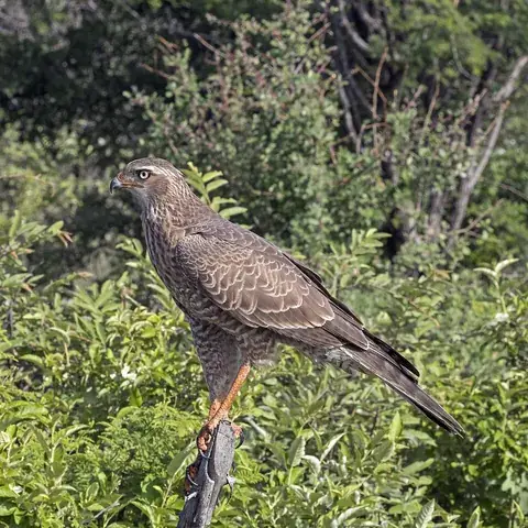goshawk: any of several birds of prey, principally in the genus Accipiter