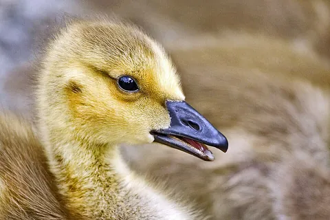 gosling: a young goose