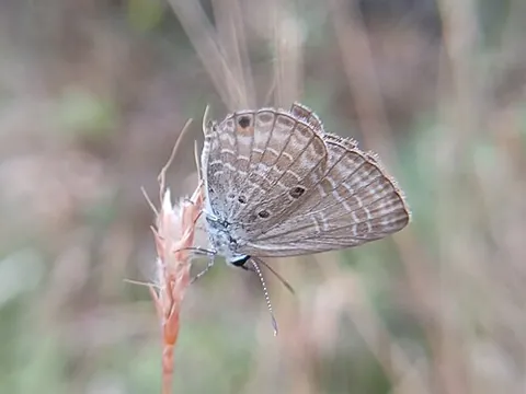 gossamer-winged butterfly: any butterfly in the family Lycaenidae