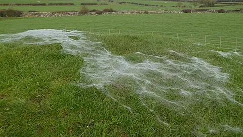 gossamer: a fine film made up of cobwebs, seen floating in the air or caught on bushes, etc