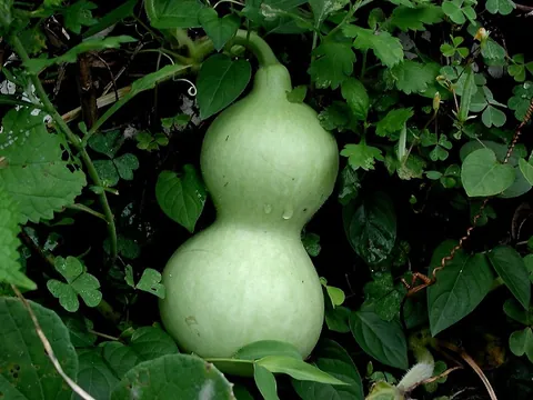 gourd: any of the trailing or climbing vines producing fruit with a hard rind or shell, from the genera...