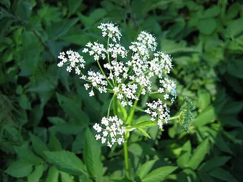 goutweed: a ground elder, Aegopodium podagraria