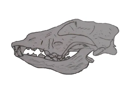 goyet dog: a Paleolithic dog traced to a wolf fossil from northern Siberia