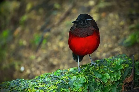 graceful pitta: a bird, Erythropitta venusta