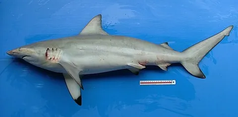 graceful shark: carcharhinus amblyrhynchoides, a requiem shark, found in the tropical Indo-Pacific, growing up to...