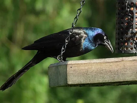 grackle: any of several passerine birds of the genera Quiscalus, Hypopyrrhus, Lampropsar and Macroagelaius,...