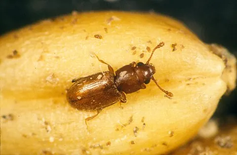 grain beetle: any of several beetles from the families Silvanidae and Laemophloeidae that infest grains and grain...