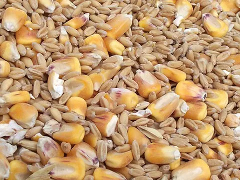 grain: the harvested seeds of various grass food crops, especially wheat, maize, rye, barley, and rice