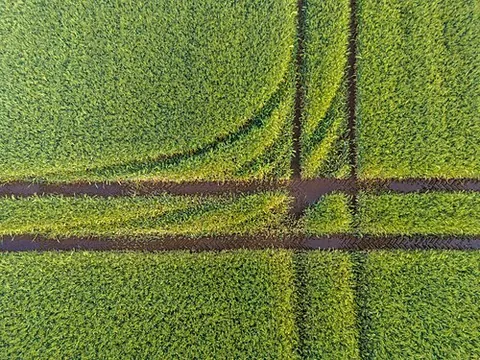 grainfield: a field where grain is grown