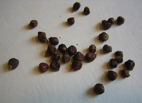 grains of paradise: the seeds or seed capsules of Aframomum melegueta, used as a medicine and spice, especially as a...