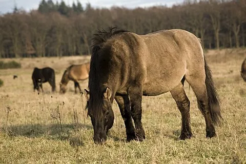 graminivorous: that eats grasses and seeds