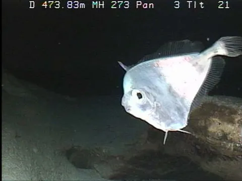 grammicolepidid: any of the family Grammicolepididae of the deep-sea fishes, called tinselfishes