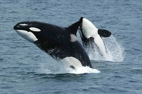 grampus: a killer whale (Orcinus orca)