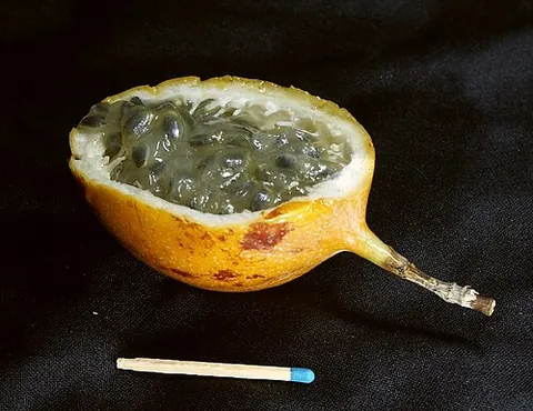 granadilla: any of the several species of genus Passiflora of passion flowers of tropical America