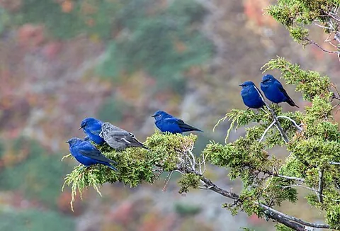 grandala: an insectivorous passerine bird of South Asia, Grandala coelicolor