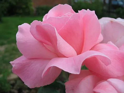 grandiflora: a rose of the Grandiflora class of roses created in the middle of the 20th century as backcrosses...