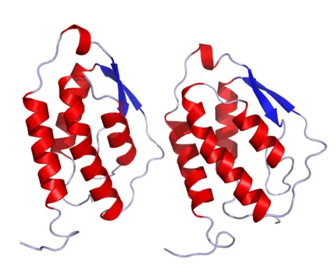 granulocyte-macrophage colony-stimulating factor: a cytokine protein secreted by macrophages, T cells, mast cells, endothelial cells and fibroblasts