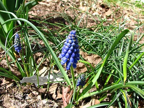 grape hyacinth: any of the species of three genera in the Hyacinthinae subtribe (family Asparagaceae) that produce...