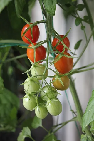 grape tomato: a type of small tomato similar in shape to a plum tomato but small like a cherry tomato