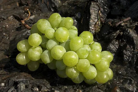 grape: a small, round, smooth-skinned edible fruit, usually purple, red, or green, that grows in bunches...