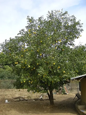 grapefruit: the tree of the species Citrus paradisi, a hybrid of Citrus maxima and sweet orange