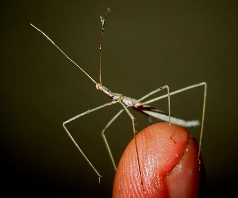 grass assassin bug: any of the genus Lopodytes of assassin bugs
