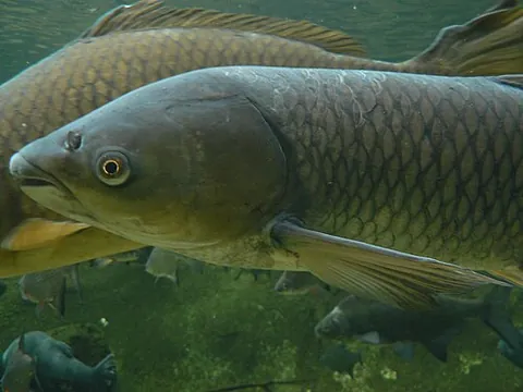 grass carp: a freshwater fish species of the family Cyprinidae (Ctenopharyngodon idella), native to eastern Asia