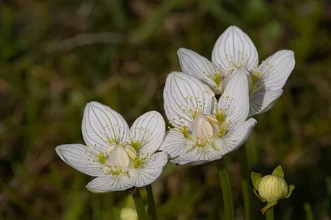 grass of parnassus: bog star, any of the genus Parnassia of plants
