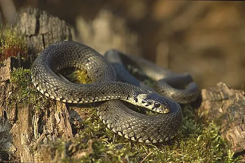 grass snake: a nonvenomous snake of species Natrix natrix, native to Europe, with a yellow collar