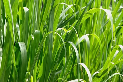 grass tops: of, related to, or involving local influential figures