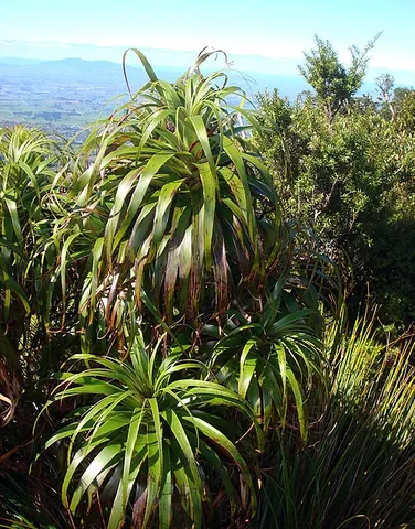 grass tree: any of various small trees of the family Xanthorrhoeaceae (especially of the genus Xanthorrhoea),...