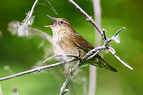 grass warbler: any of the genus Locustella of small passerine birds