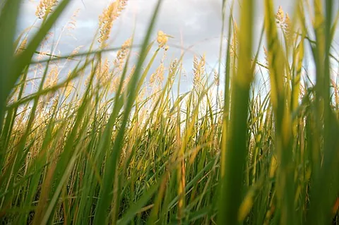 grass: any plant of the family Poaceae, characterized by leaves that arise from nodes in the stem and leaf...
