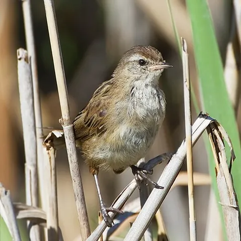 grassbird: any of various warblers, many formerly in genus Megalurus