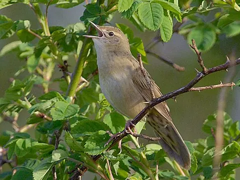 grasshopper warbler: any of a number of species of small songbirds in the genera Locustella and Helopsaltes, especially...