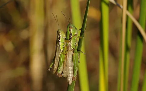 grasshopper: a mostly herbivorous insect of the order Orthoptera, noted for its ability to jump long distances...