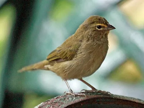 grassquit: any of several small tropical birds now placed in the tanager family Thraupidae (but previously in...