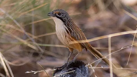 grasswren: any of the birds in the malurid genus Amytornis