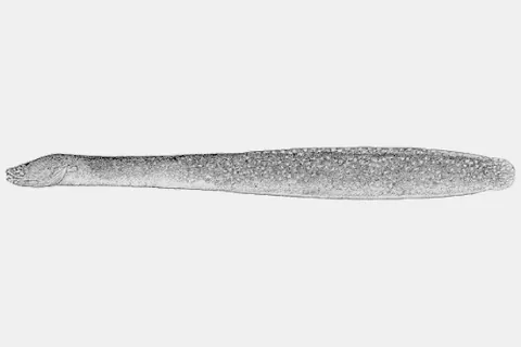 graveldiver: scytalina cerdale, a small, compact perciform fish with a snake-like head