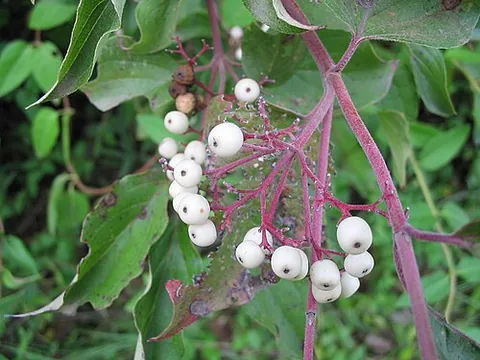 gray dogwood: cornus racemosa, native to north central, northeastern United States and adjacent Canada