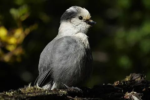 gray jay: a Canada jay (Perisoreus canadensis), that inhabits coniferous forests of North America