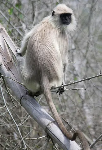 gray langur: an Old World monkey endemic to the Indian subcontinent of the genus Semnopithecus, gray in color,...