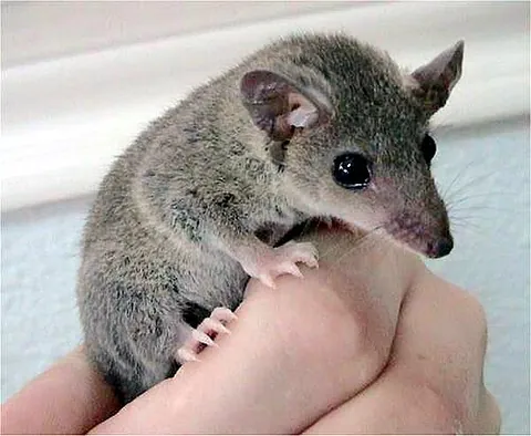 gray short-tailed opossum: a small opossum, Monodelphis domestica, native South American rain forests, especially in Brazil,...