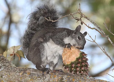 gray squirrel: sciurus griseus, a species of squirrel, found along the western coast of the United States and...