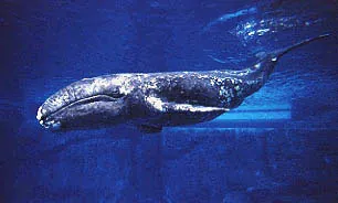 gray whale: a baleen whale, Eschrichtius robustus, from the north Pacific