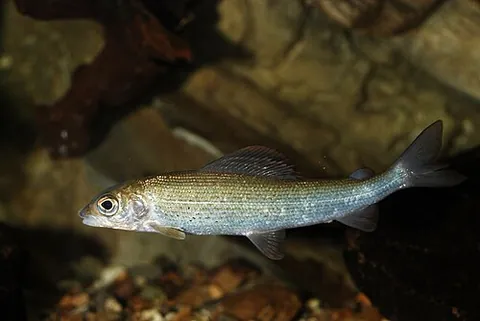 grayling: any freshwater fish of the genus Thymallus or specifically Thymallus thymallus, of the salmon...