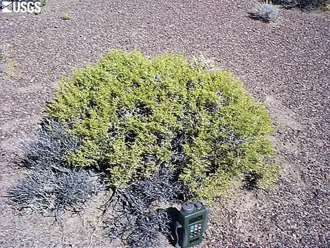 greasewood: spiny shrubs containing oil, of the genus Sarcobatus, native to the United States, especially...