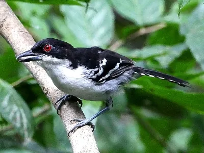 great antshrike: a passerine bird of the antbird family (Taraba major, syn. Thamnophilus major)