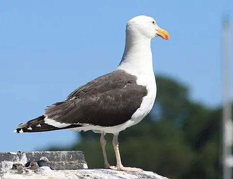 great black-backed gull: a large European and American gull, Larus marinus