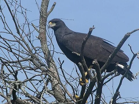 great black hawk: a species of hawk, Buteogallus urubitinga